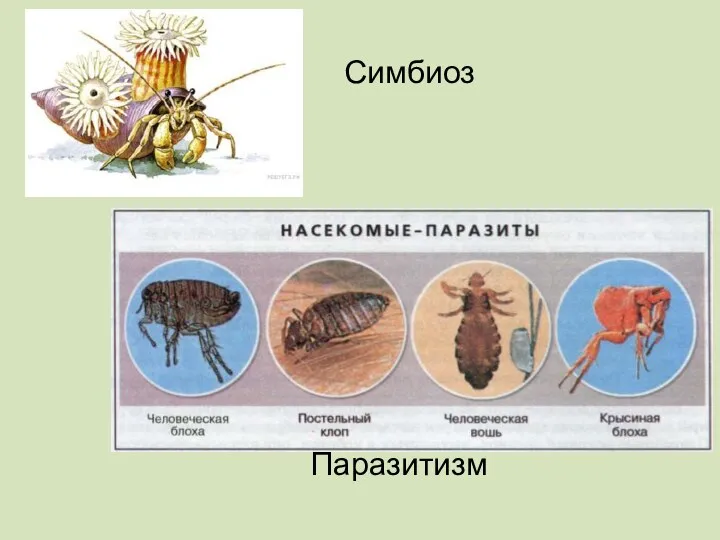 Симбиоз Паразитизм