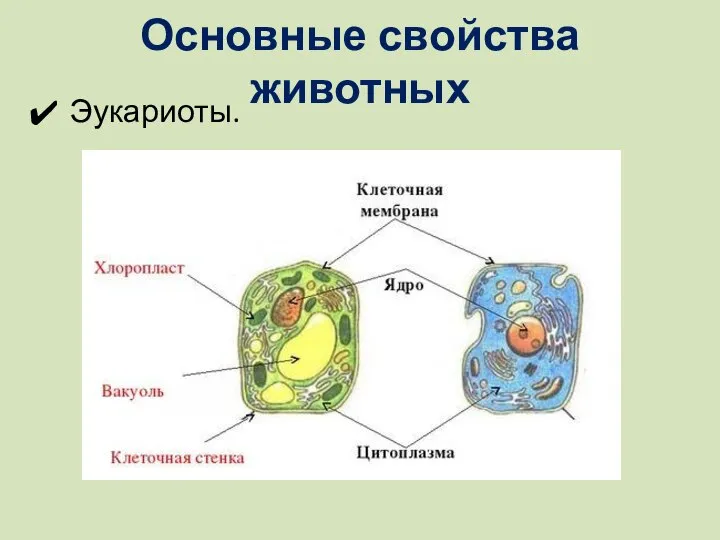 Основные свойства животных Эукариоты.