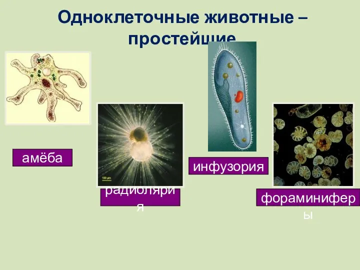 Одноклеточные животные –простейшие амёба инфузория радиолярия фораминиферы