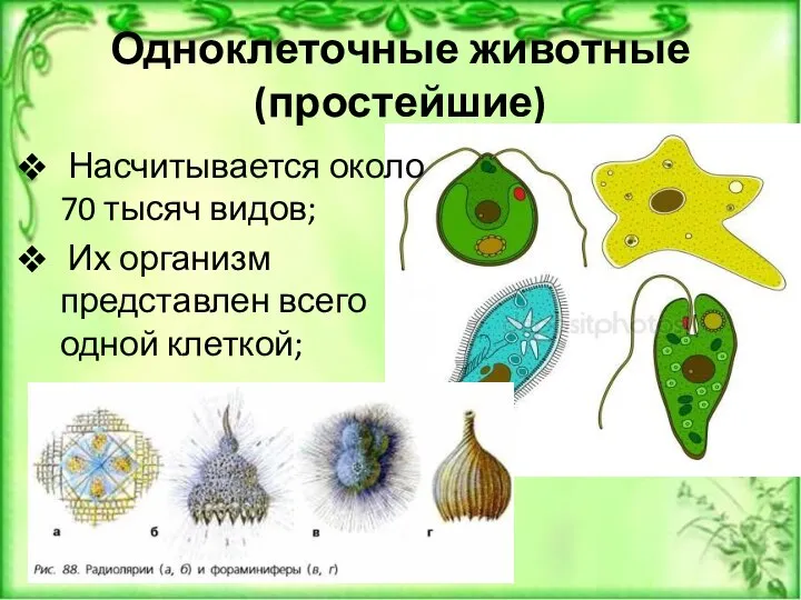 Одноклеточные животные (простейшие) Насчитывается около 70 тысяч видов; Их организм представлен всего одной клеткой;