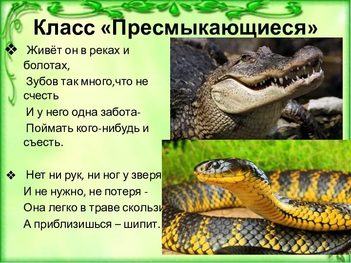 Класс «Пресмыкающиеся» Живёт он в реках и болотах, Зубов так много,что не