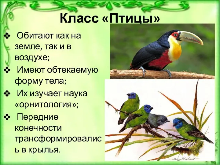 Класс «Птицы» Обитают как на земле, так и в воздухе; Имеют обтекаемую