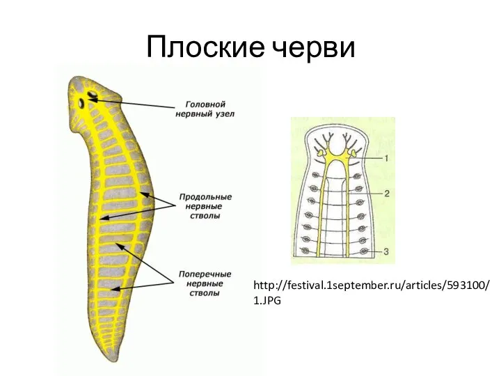 Плоские черви http://festival.1september.ru/articles/593100/1.JPG