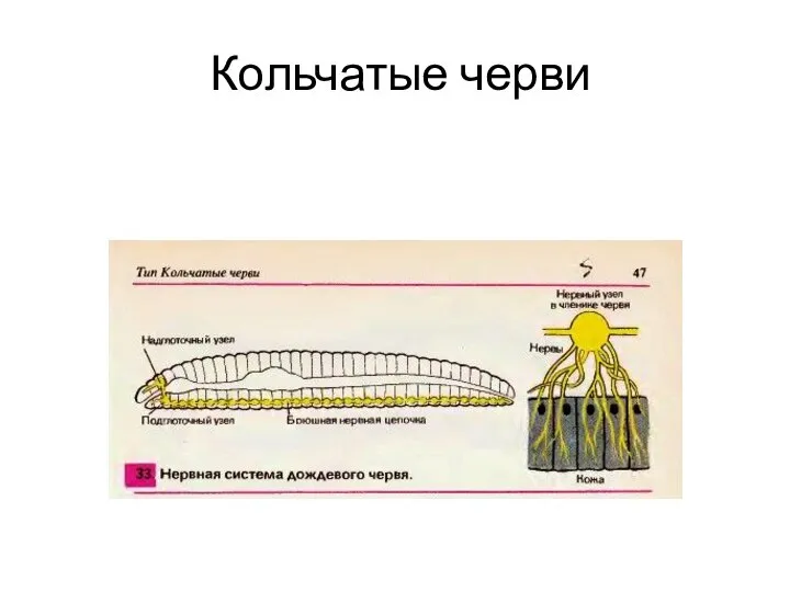 Кольчатые черви