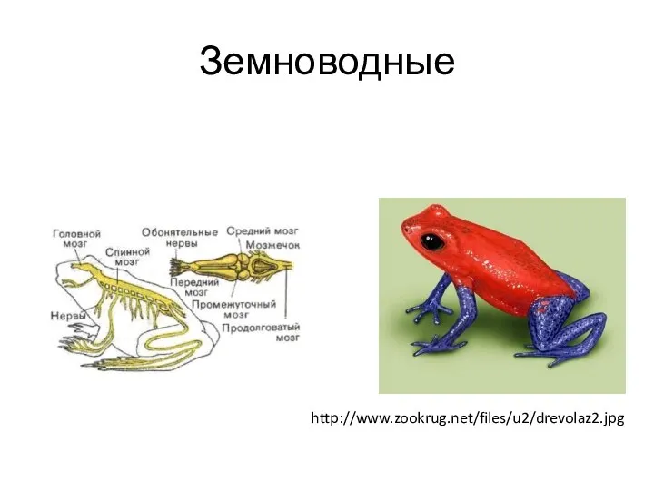 Земноводные http://www.zookrug.net/files/u2/drevolaz2.jpg