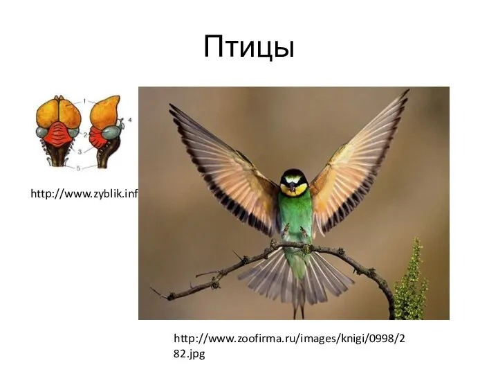 Птицы http://www.zyblik.info/obshee/stroenie8r.jpg http://www.zoofirma.ru/images/knigi/0998/282.jpg
