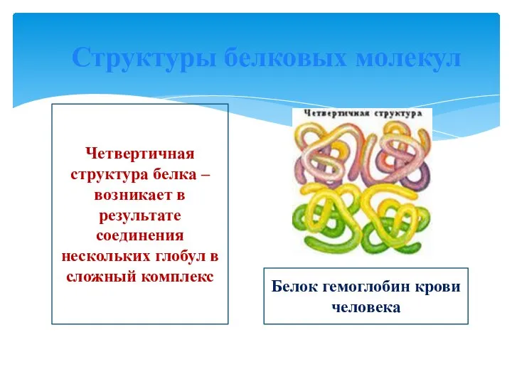 Структуры белковых молекул Четвертичная структура белка – возникает в результате соединения нескольких