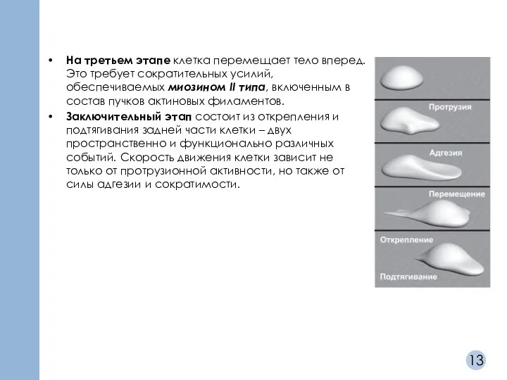 На третьем этапе клетка перемещает тело вперед. Это требует сократительных усилий, обеспечиваемых