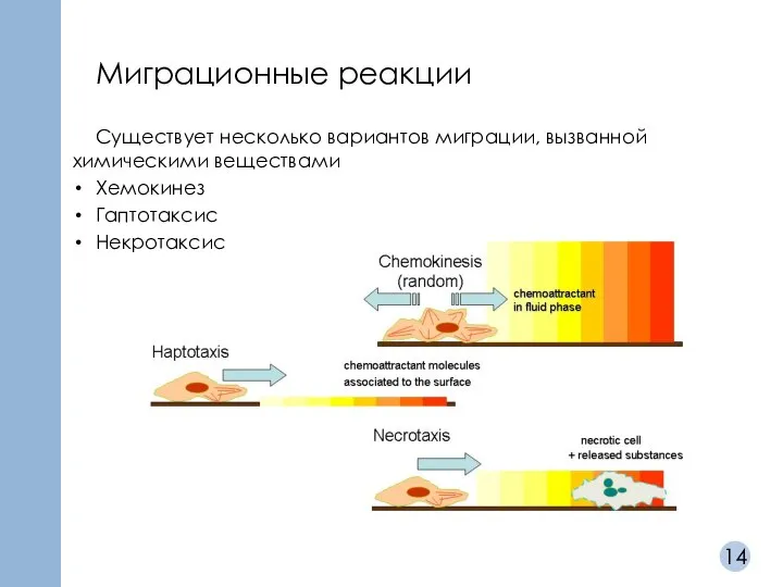 Миграционные реакции Существует несколько вариантов миграции, вызванной химическими веществами Хемокинез Гаптотаксис Некротаксис