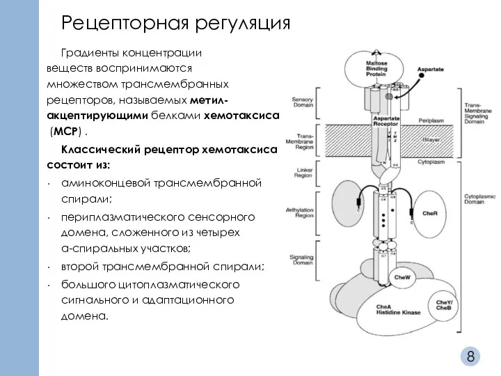 Градиенты концентрации веществ воспринимаются множеством трансмембранных рецепторов, называемых метил-акцептирующими белками хемотаксиса (MCP)