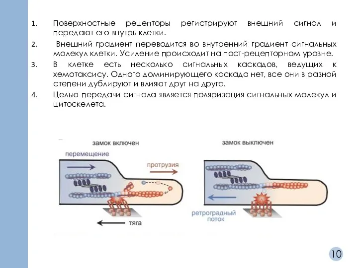 Поверхностные рецепторы регистрируют внешний сигнал и передают его внутрь клетки. Внешний градиент