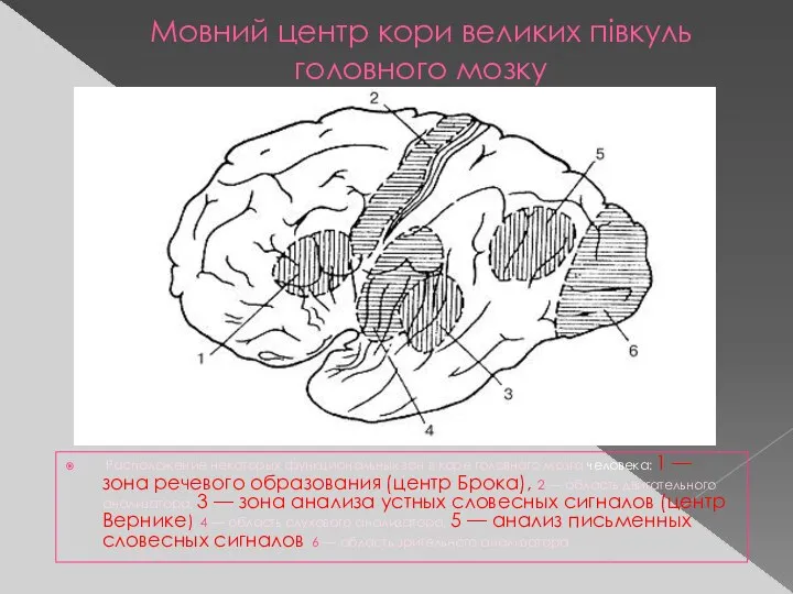 Мовний центр кори великих півкуль головного мозку Расположение некоторых функциональных зон в