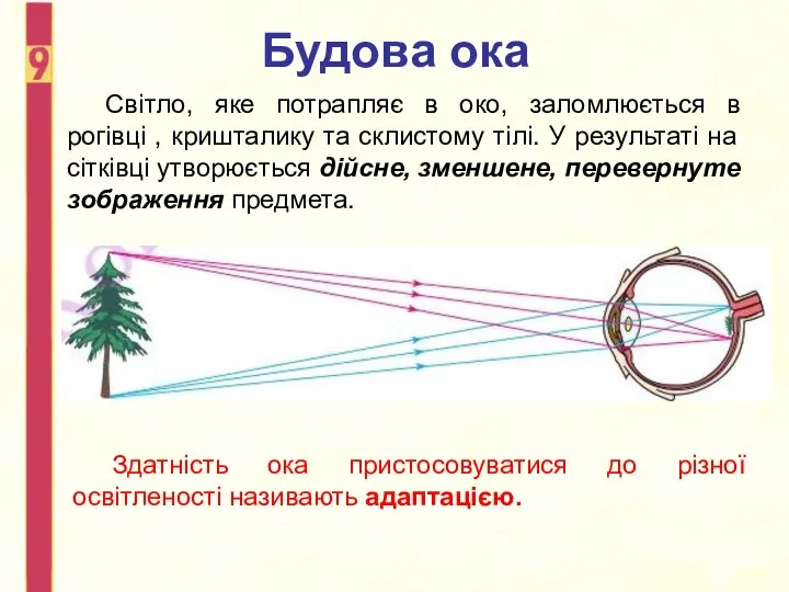 Будова ока Світло, яке потрапляє в око, заломлюється в рогівці , кришталику