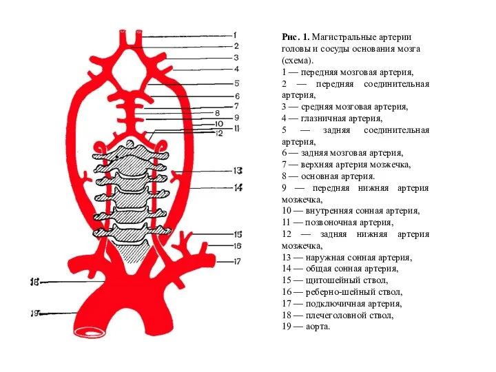 Рис. 1. Магистральные артерии головы и сосуды основания мозга (схема). 1 —