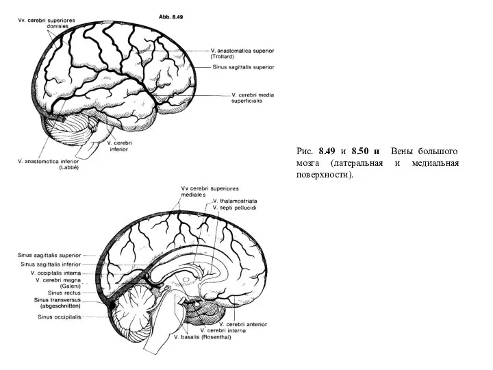 Рис. 8.49 и 8.50 и Вены большого мозга (латеральная и медиальная поверхности).