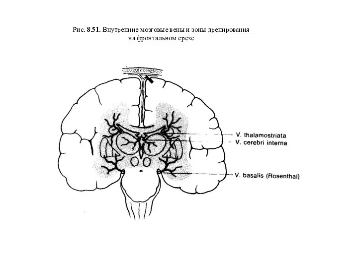 Рис. 8.51. Внутренние мозговые вены и зоны дренирования на фронтальном срезе