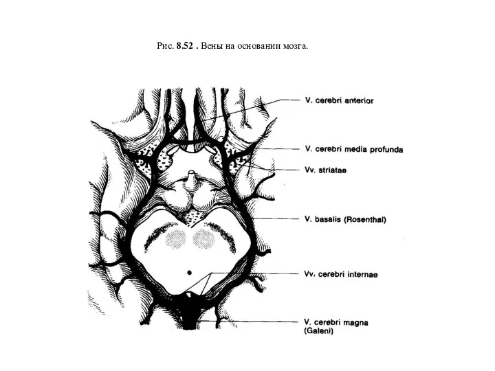 Рис. 8.52 . Вены на основании мозга.