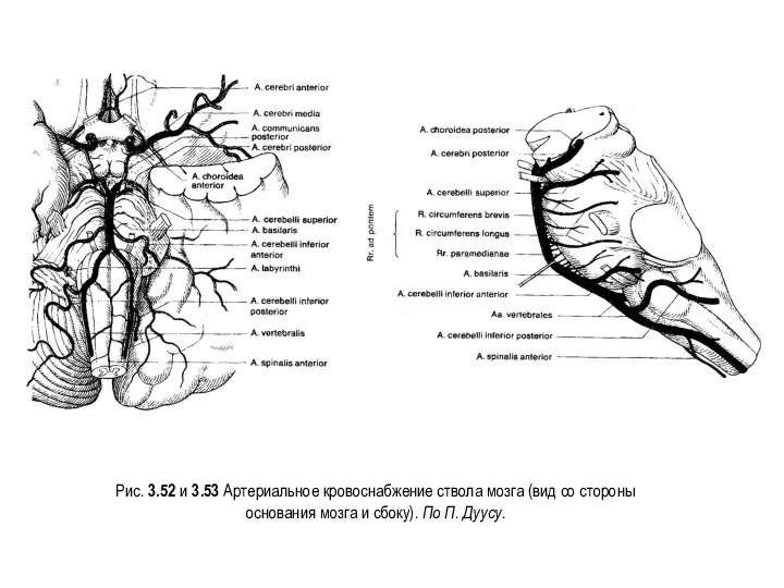 Рис. 3.52 и 3.53 Артериальное кровоснабжение ствола мозга (вид со стороны основания