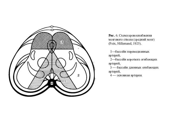 Рис. 6. Схема кровоснабжения мозгового ствола (средний мозг) (Foix, Hillemand, 1925). 1—бассейн