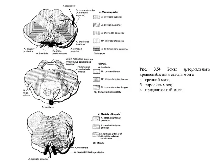 Рис. 3.54 Зоны артериального кровоснабжения ствола мозга а - средний мозг, б