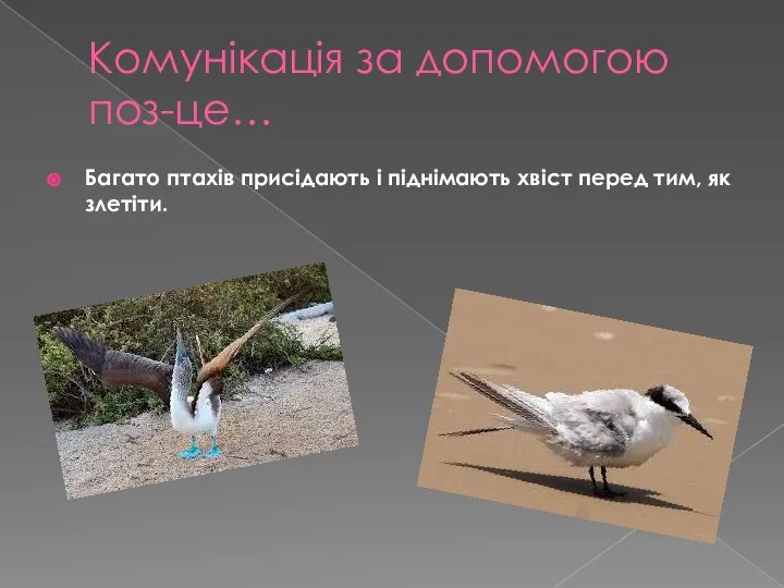 Комунікація за допомогою поз-це… Багато птахів присідають і піднімають хвіст перед тим, як злетіти.