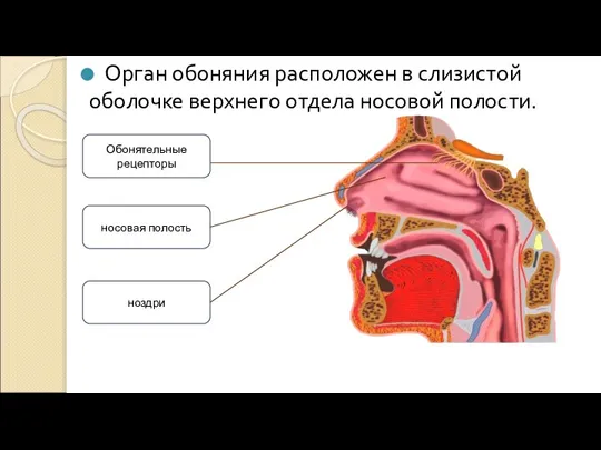 Обонятельные рецепторы ноздри носовая полость Орган обоняния расположен в слизистой оболочке верхнего отдела носовой полости.