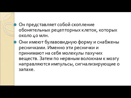 Он представляет собой скопление обонятельных рецепторных клеток, которых около 40 млн. Они