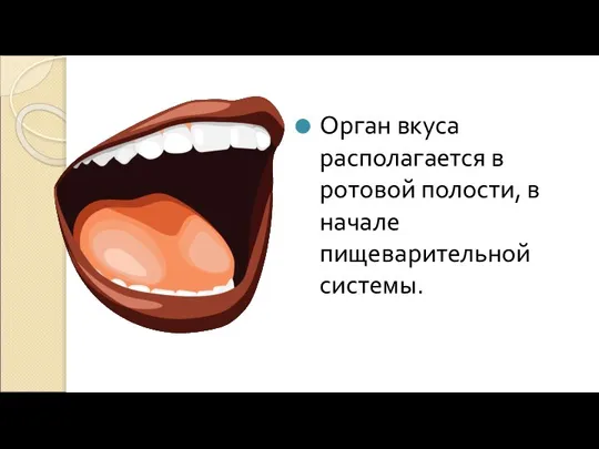 Орган вкуса располагается в ротовой полости, в начале пищеварительной системы.