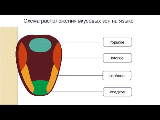 Схема расположения вкусовых зон на языке