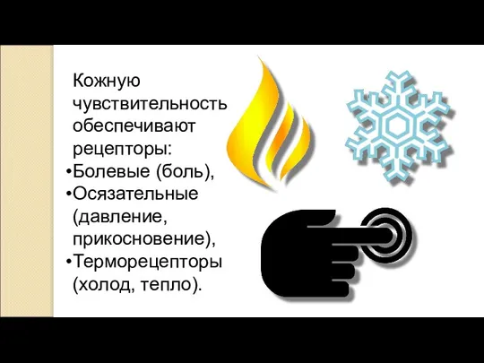 Кожную чувствительность обеспечивают рецепторы: Болевые (боль), Осязательные (давление, прикосновение), Терморецепторы (холод, тепло).