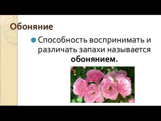 Обоняние Способность воспринимать и различать запахи называется обонянием.