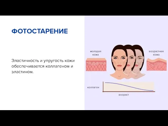 Эластичность и упругость кожи обеспечивается коллагеном и эластином. ФОТОСТАРЕНИЕ