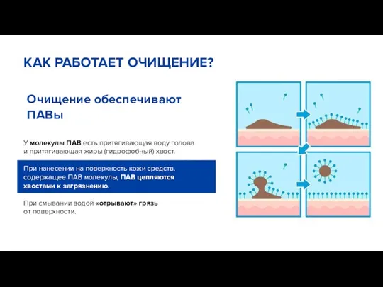 У молекулы ПАВ есть притягивающая воду голова и притягивающая жиры (гидрофобный) хвост.