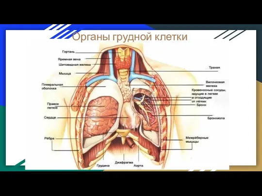 Органы грудной клетки