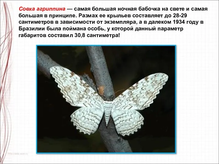 Совка агриппина — самая большая ночная бабочка на свете и самая большая