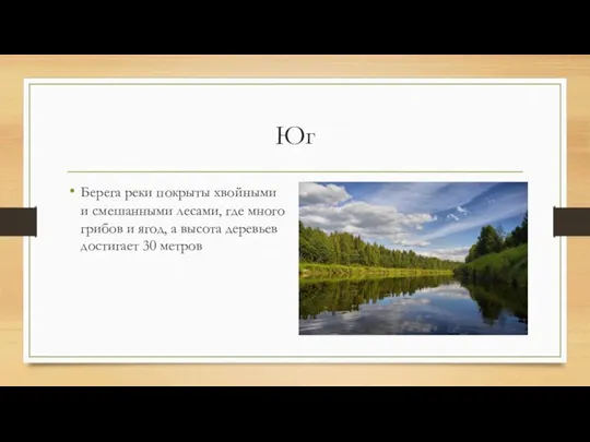 Юг Берега реки покрыты хвойными и смешанными лесами, где много грибов и