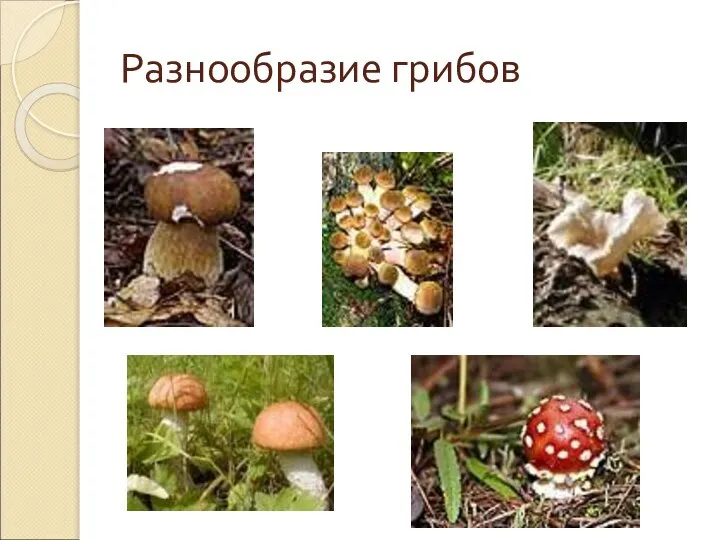 Разнообразие грибов
