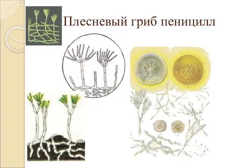 Плесневый гриб пеницилл
