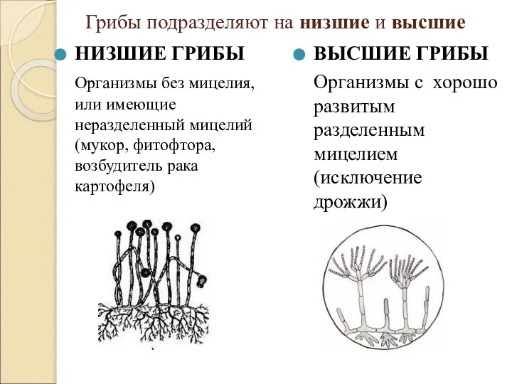 Грибы подразделяют на низшие и высшие НИЗШИЕ ГРИБЫ Организмы без мицелия, или