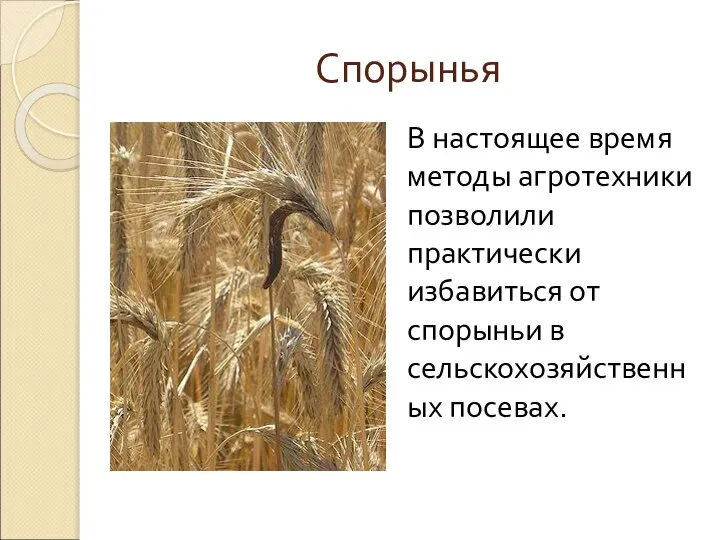 Спорынья В настоящее время методы агротехники позволили практически избавиться от спорыньи в сельскохозяйственных посевах.