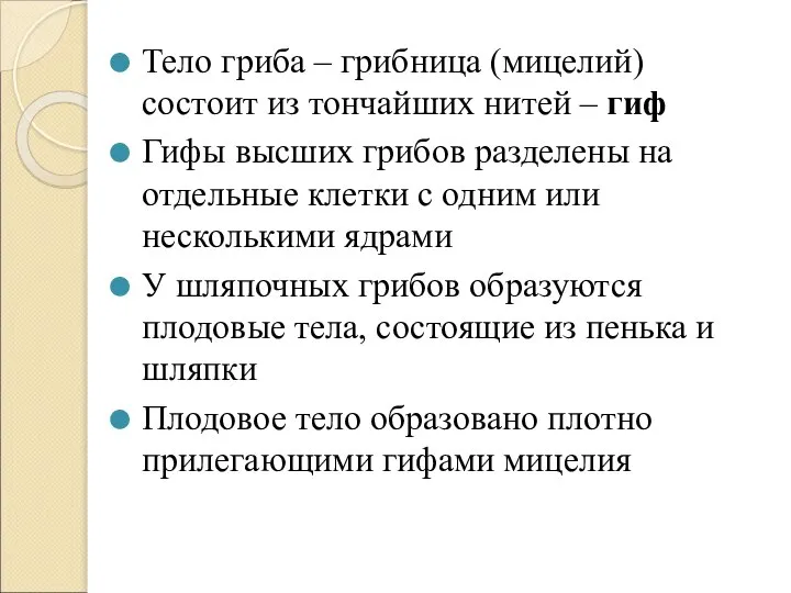 Тело гриба – грибница (мицелий) состоит из тончайших нитей – гиф Гифы