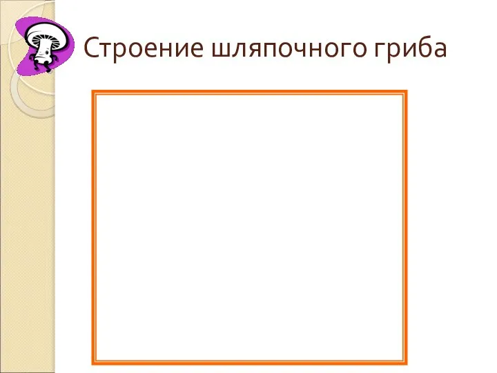 Строение шляпочного гриба