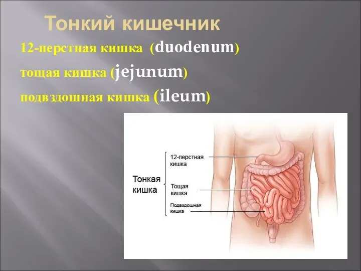 Тонкий кишечник 12-перстная кишка (duodenum) тощая кишка (jejunum) подвздошная кишка (ileum)