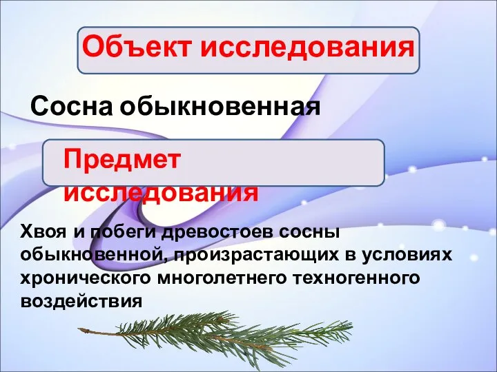 Объект исследования Сосна обыкновенная Предмет исследования Хвоя и побеги древостоев сосны обыкновенной,