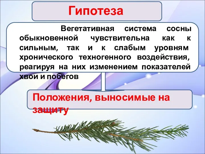 Гипотеза Вегетативная система сосны обыкновенной чувствительна как к сильным, так и к