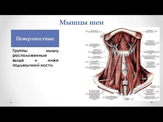 Мышцы шеи Группы мышц расположенные выше и ниже подъязычной кости. Поверхностные