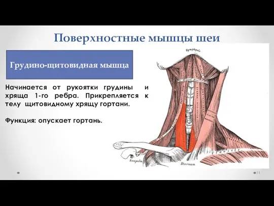 Поверхностные мышцы шеи Начинается от рукоятки грудины и хряща 1-го ребра. Прикрепляется