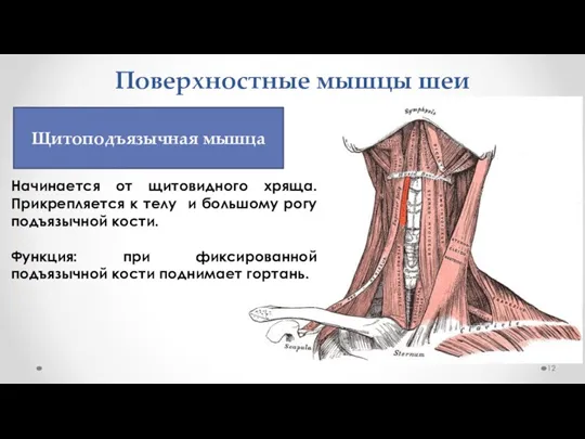 Поверхностные мышцы шеи Начинается от щитовидного хряща. Прикрепляется к телу и большому