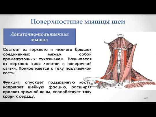 Поверхностные мышцы шеи Состоит из верхнего и нижнего брюшек соединенных между собой