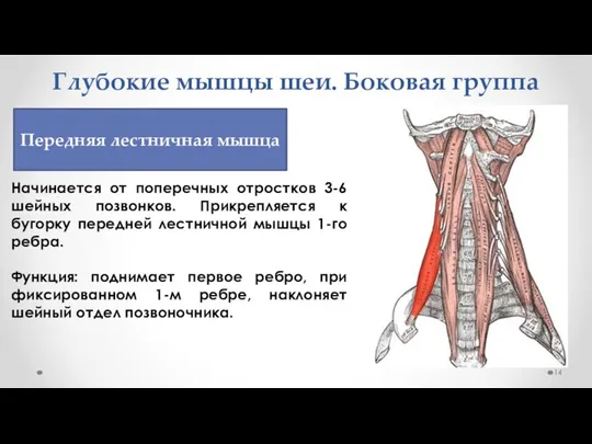 Глубокие мышцы шеи. Боковая группа Начинается от поперечных отростков 3-6 шейных позвонков.